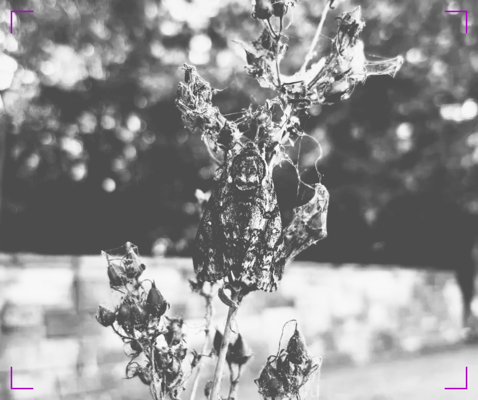 A black and white photo of a waved sphinx moth clinging to a dried stalk of penstemon.
