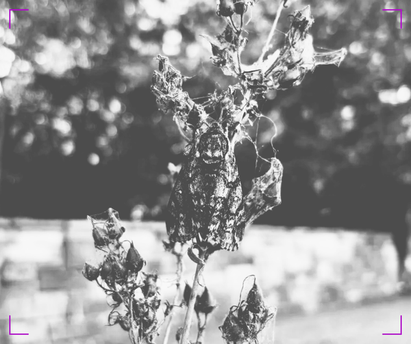 A black and white photo of a waved sphinx moth clinging to a dried stalk of penstemon.